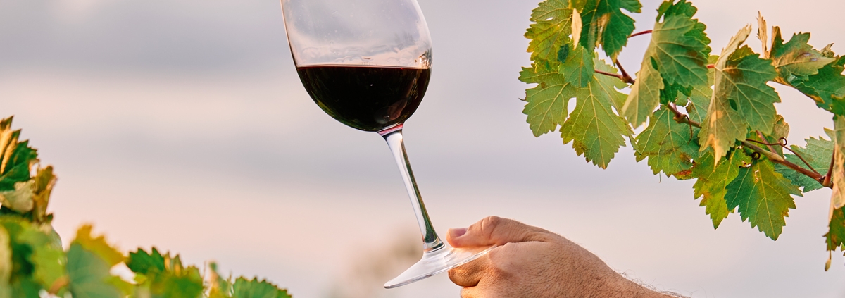 Qué es el vino ecológico y principales diferencias con el normal
