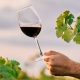 Qué es el vino ecológico y principales diferencias con el normal